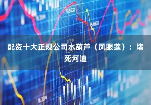配资十大正规公司水葫芦（凤眼莲）：堵死河道